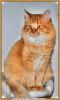 Rouge red ticked tabby 