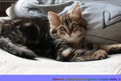Almond-Liebeshof-black-classic-golden-tabby-11-Wochen-www.sibirische-katzen-hamburg.de-I