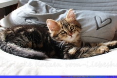 Almond-Liebeshof-black-classic-golden-tabby-11-Wochen-www.sibirische-katzen-hamburg.de_