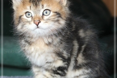 Almond-Liebeshof-black-classic-golden-tabby-8-Wochen-alt-Boy-www.sibirische-katzen-hamburg.de-I