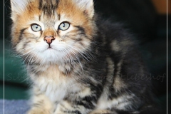Almond-Liebeshof-black-classic-golden-tabby-8-Wochen-alt-Boy-www.sibirische-katzen-hamburg.de-II