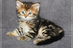 Almond-Liebeshof-black-golden-classic-tabby-65-Wochen-alt.-www.sibirische-katzen-hamburg.de_
