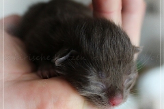 Andy-Warhol-Liebeshof-chocoat-white-2-Tage-alt.-geb.-05.09.2022-I-www.sibirische-katzen-hamburg-II