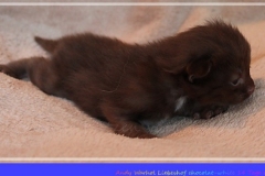 Andy-Warhol-Liebeshof-chocolat-white-14T-age-alt.-www.sibirische-katzen-hamburg-I