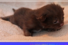 Andy-Warhol-Liebeshof-chocolat-white-14T-age-alt.-www.sibirische-katzen-hamburg-II