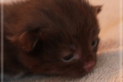 Andy-Warhol-Liebeshof-chocolat-white-14T-age-alt.-www.sibirische-katzen-hamburg-III