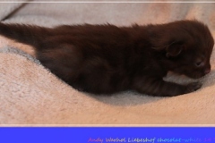 Andy-Warhol-Liebeshof-chocolat-white-14T-age-alt.-www.sibirische-katzen-hamburg-IV