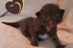 Andy-Warhol-Liebeshof-chocolat-white-14T-age-alt.-www.sibirische-katzen-hamburg-mit-Herz