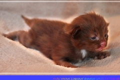 Andy-Warhol-Liebeshof-chocolat-white-14T-age-alt.-www.sibirische-katzen-hamburg
