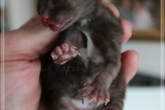 Andy-Warhol-Liebeshof-chocolat-white-2-Tage-alt.-geb.-05.09.2022-I-www.sibirische-katzen-hamburg-I