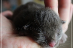 Andy-Warhol-Liebeshof-chocolat-white-2-Tage-alt.-geb.-05.09.2022-I-www.sibirische-katzen-hamburg-III