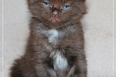 Andy-Warhol-Liebeshof-chocolat-white-5-Wochen-alt.-www.sibirische-katzen-hamburg-I