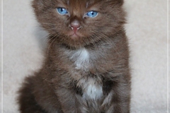 Andy-Warhol-Liebeshof-chocolat-white-5-Wochen-alt.-www.sibirische-katzen-hamburg-II
