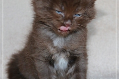 Andy-Warhol-Liebeshof-chocolat-white-5-Wochen-alt.-www.sibirische-katzen-hamburg-III