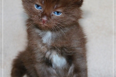 Andy-Warhol-Liebeshof-chocolat-white-5-Wochen-alt.-www.sibirische-katzen-hamburg
