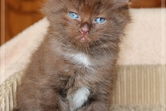 Andy-Warhol-Liebeshof-chocolat-white-6-Wochen-alt.-www.sibirische-katzen-hamburg-I