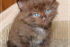 Andy-Warhol-Liebeshof-chocolat-white-6-Wochen-alt.-www.sibirische-katzen-hamburg-II