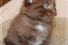 Andy-Warhol-Liebeshof-chocolat-white-6-Wochen-alt.-www.sibirische-katzen-hamburg-III