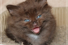Andy-Warhol-Liebeshof-chocolat-white-6-Wochen-alt.-www.sibirische-katzen-hamburg-IV