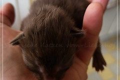 Andy-Warhol-Liebeshof-chocolat-white-7-Tage-alt.-geb.-05.09.2022-I-www.sibirische-katzen-hamburg-VI