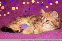 Aragon-Liebeshof-black-golden-classic-tabby-10-Wochen-alt.-Sibirische-Katzen-Liebeshof-I