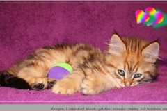 Aragon-Liebeshof-black-golden-classic-tabby-10-Wochen-alt.-Sibirische-Katzen-Liebeshof-III