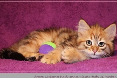 Aragon-Liebeshof-black-golden-classic-tabby-10-Wochen-alt.-Sibirische-Katzen-Liebeshof