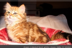 Aragon-Liebeshof-black-golden-classic-tabby-11-Wochen-alt.-Sibirische-Katzen-Liebeshof-I