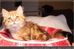 Aragon-Liebeshof-black-golden-classic-tabby-11-Wochen-alt.-Sibirische-Katzen-Liebeshof-II
