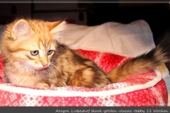 Aragon-Liebeshof-black-golden-classic-tabby-11-Wochen-alt.-Sibirische-Katzen-Liebeshof