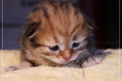 Aragon-Liebeshof-black-golden-classic-tabby-14-Tage-alt.-Sibirische-Katzen-Liebeshof-I