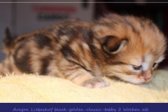 Aragon-Liebeshof-black-golden-classic-tabby-14-Tage-alt.-Sibirische-Katzen-Liebeshof-II