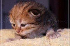 Aragon-Liebeshof-black-golden-classic-tabby-14-Tage-alt.-Sibirische-Katzen-Liebeshof