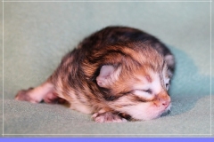 Aragon-Liebeshof-black-golden-classic-tabby-3-Tage-alt.-Sibirische-Katzen-Liebeshof-I