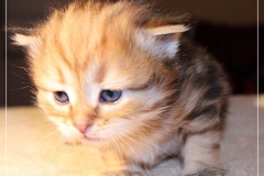 Aragon-Liebeshof-black-golden-classic-tabby-3-Wochen-alt.-Sibirische-Katzen-Liebeshof-I