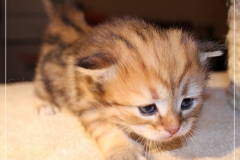 Aragon-Liebeshof-black-golden-classic-tabby-3-Wochen-alt.-Sibirische-Katzen-Liebeshof-II