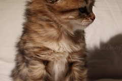 Aragon-Liebeshof-black-golden-classic-tabby-5Wochen-alt.-Sibirische-Katzen-Liebeshof-II