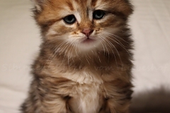 Aragon-Liebeshof-black-golden-classic-tabby-5Wochen-alt.-Sibirische-Katzen-Liebeshof-III