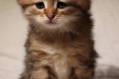 Aragon-Liebeshof-black-golden-classic-tabby-5Wochen-alt.-Sibirische-Katzen-Liebeshof