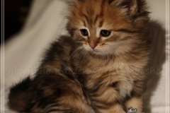 Aragon-Liebeshof-black-golden-classic-tabby-6-Wochen-alt.-Sibirische-Katzen-Liebeshof-I