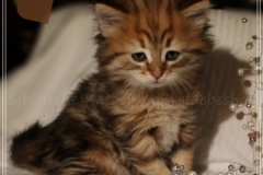 Aragon-Liebeshof-black-golden-classic-tabby-6-Wochen-alt.-Sibirische-Katzen-Liebeshof-II