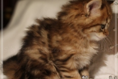 Aragon-Liebeshof-black-golden-classic-tabby-6Wochen-alt.-Sibirische-Katzen-Liebeshof