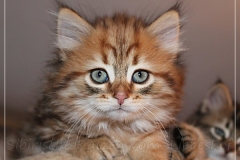 Aragon-Liebeshof-black-golden-classic-tabby-8-Wochen-alt.-Sibirische-Katzen-Liebeshof-I