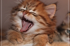 Aragon-Liebeshof-black-golden-classic-tabby-8-Wochen-alt.-Sibirische-Katzen-Liebeshof-II