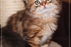 Aragon-Liebeshof-black-golden-classic-tabby-8-Wochen-alt.-Sibirische-Katzen-Liebeshof-V