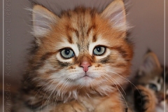 Aragon-Liebeshof-black-golden-classic-tabby-8-Wochen-alt.-Sibirische-Katzen-Liebeshof