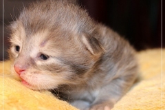 Azuro-Liebeshof-blue-golden-tabby-14-Tage-alt-Sibirischer-Kater-www.sibirische-katzen-hamburg.de-Liebeshof-I