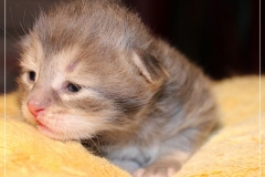 Azuro-Liebeshof-blue-golden-tabby-14-Tage-alt-Sibirischer-Kater-www.sibirische-katzen-hamburg.de-Liebeshof-II