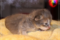 Azuro-Liebeshof-blue-golden-tabby-14-Tage-alt-Sibirischer-Kater-www.sibirische-katzen-hamburg.de-Liebeshof-heard-time
