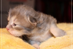Azuro-Liebeshof-blue-golden-tabby-14-Tage-alt-Sibirischer-Kater-www.sibirische-katzen-hamburg.de-Liebeshof